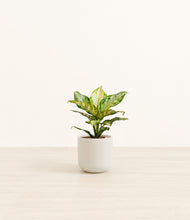 Load image into Gallery viewer, Cotton White*****Profile
