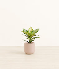 Load image into Gallery viewer, Sandy Pink*****Profile
