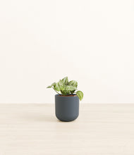 Load image into Gallery viewer, Iron Gray*****Profile
