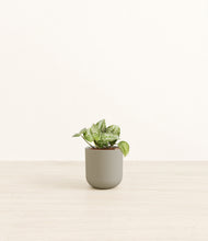 Load image into Gallery viewer, Sage Green*****Profile
