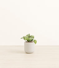Load image into Gallery viewer, Natural Bamboo*****Profile
