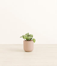 Load image into Gallery viewer, Sandy Pink*****Profile
