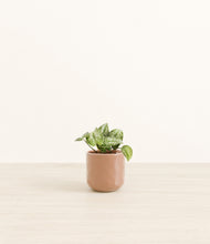 Load image into Gallery viewer, Hammered Peach Pink*****Profile
