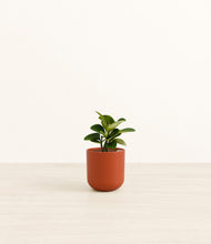 Load image into Gallery viewer, Earth Red*****Profile
