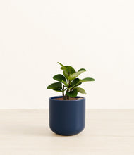 Load image into Gallery viewer, Twilight Blue*****Succulent
