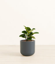 Load image into Gallery viewer, Iron Gray*****Succulent
