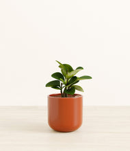 Load image into Gallery viewer, Glossy Red*****Succulent
