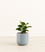 Load image into Gallery viewer, Misty Blue*****Succulent
