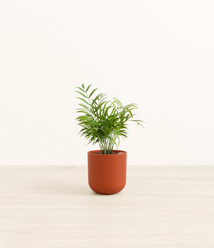 Earth Red*****Profile