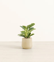 Load image into Gallery viewer, Almond Green*****Profile
