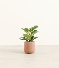 Load image into Gallery viewer, Calm Rose*****Profile
