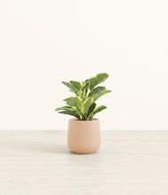 Load image into Gallery viewer, Gentle Pink*****Profile
