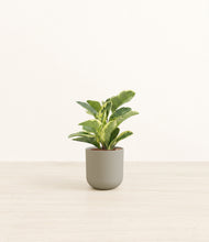 Load image into Gallery viewer, Sage Green*****Profile

