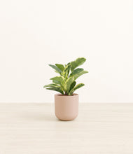 Load image into Gallery viewer, Sandy Pink*****Profile
