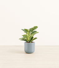 Load image into Gallery viewer, Misty Blue*****Profile
