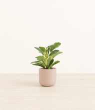 Load image into Gallery viewer, Sandy Pink*****Profile
