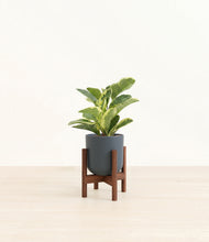 Load image into Gallery viewer, Iron Gray stand:walnut
