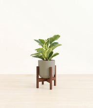 Load image into Gallery viewer, Sage Green stand:walnut
