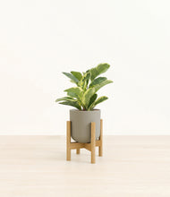 Load image into Gallery viewer, Sage Green stand:bamboo
