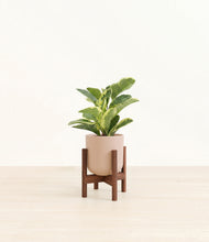 Load image into Gallery viewer, Sandy Pink stand:walnut
