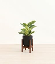 Load image into Gallery viewer, Stone Black stand:walnut
