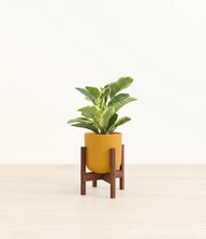 Load image into Gallery viewer, Sunset Orange stand:walnut
