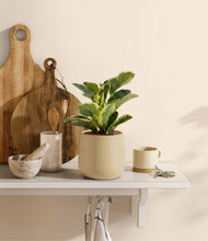 Load image into Gallery viewer, Almond Green
