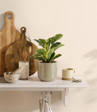 Load image into Gallery viewer, Sage Green
