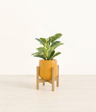 Load image into Gallery viewer, Mustard stand:bamboo
