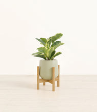 Load image into Gallery viewer, Turquoise stand:bamboo
