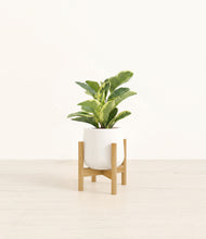 Load image into Gallery viewer, White stand:bamboo
