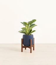 Load image into Gallery viewer, Deep Navy stand:walnut
