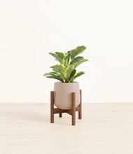 Load image into Gallery viewer, Eternal Gray stand:walnut
