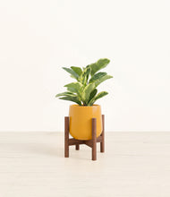 Load image into Gallery viewer, Mustard stand:walnut
