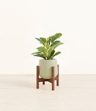 Load image into Gallery viewer, Turquoise stand:walnut

