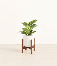 Load image into Gallery viewer, White stand:walnut
