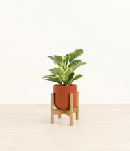 Load image into Gallery viewer, Glossy Red stand:bamboo
