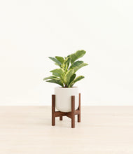 Load image into Gallery viewer, Cotton White stand:walnut
