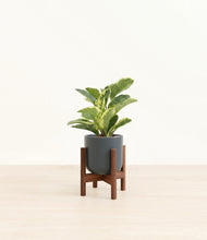 Load image into Gallery viewer, Iron Gray stand:walnut
