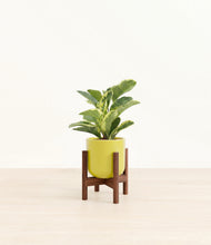 Load image into Gallery viewer, Key Lime Yellow stand:walnut
