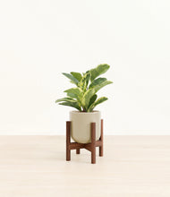 Load image into Gallery viewer, Sage Green stand:walnut
