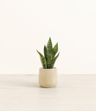 Load image into Gallery viewer, Almond Green*****Profile
