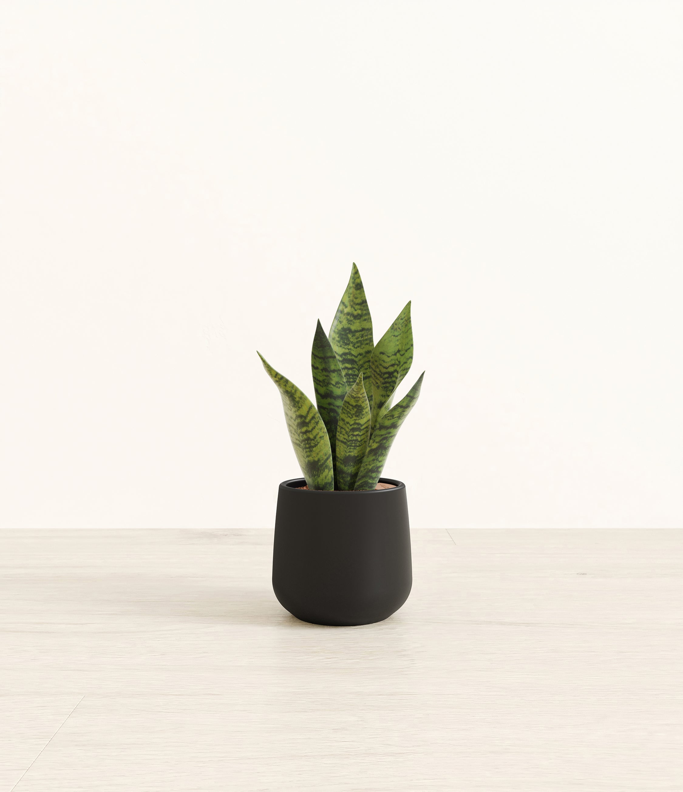 easyplant Green Snake Plant Small Amber