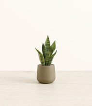Load image into Gallery viewer, Olive*****Profile
