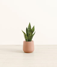Load image into Gallery viewer, Calm Rose*****Profile
