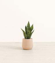 Load image into Gallery viewer, Gentle Pink*****Profile
