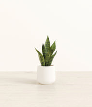 Load image into Gallery viewer, White*****Profile
