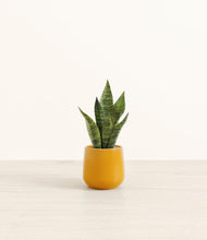 Load image into Gallery viewer, Mustard*****Profile
