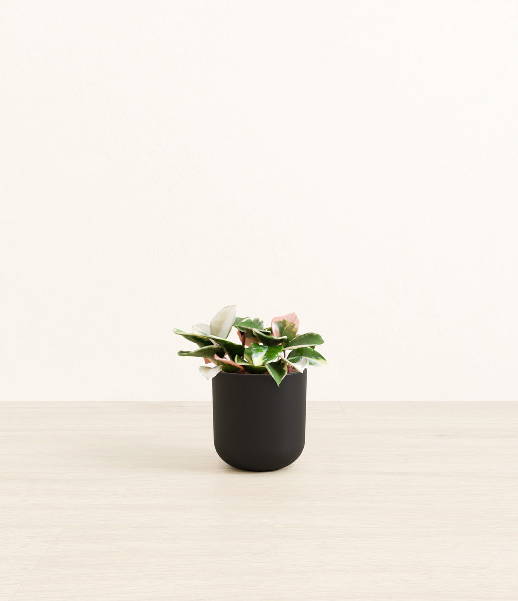 Stone Black*****Profile