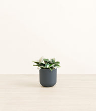 Load image into Gallery viewer, Iron Gray*****Profile

